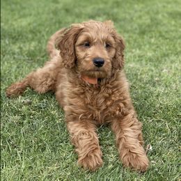 Bernedoodle and Goldendoodle All Grown Up from Kimberlee’s Kennels