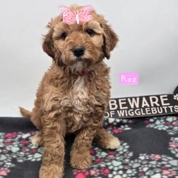 Roz - Red  female Goldendoodle puppy in Neillsville, Wisconsin from Granton Creek