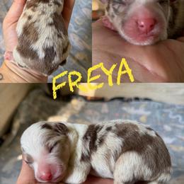 Freya - Red merle female Border Collie puppy in Sanger, California from Flying M Cactus Ranch Buddies