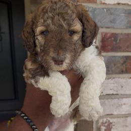 Nutmeg - Sable male Bernedoodle puppy in Richmond, Texas from Harper’s Heartbeats