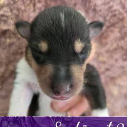 Saphire - Black white and tan female Collie puppy in Oregon City, Oregon from Laurelee Collies