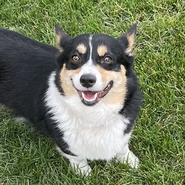 Ellie - Pembroke Welsh Corgi
