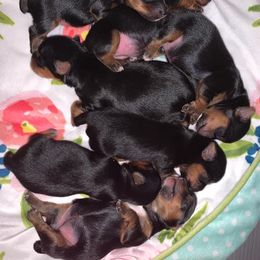 Yorkshire Terrier Puppies from Jill Brown