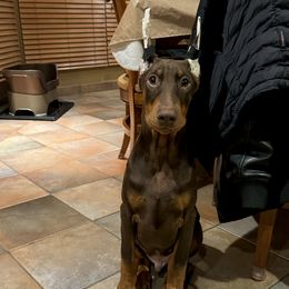 Blue collar Boy - Doberman Pinscher puppy in Staten Island, New York from Holloway Dobermans