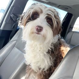 Malibu - Australian Labradoodle