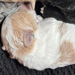 Girl 4 - Parti female Goldendoodle puppy in Placerville, California from New Dawn Poodles and Doodles