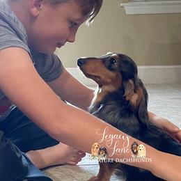 Dachshund Puppies from Legacy Lane Dachshunds