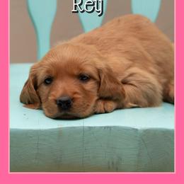 Rey - Dark golden female Golden Retriever puppy in Driggs, Idaho from SK Golden Retrievers