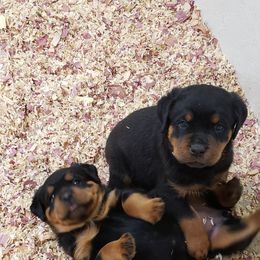 Rottweiler Puppies from SPOON RIVER ROTTWEILERS