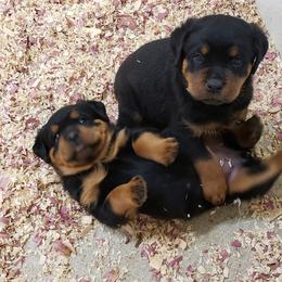 Rottweiler Puppies from SPOON RIVER ROTTWEILERS
