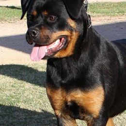 Rottweilers from vom Schwarzen Fluss