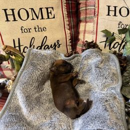 Astro - Fawn male Boxer puppy in Lago Vista, Texas from Love and Loyalty Boxers