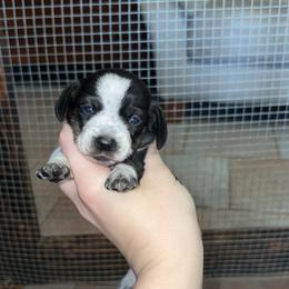 Snoopy - Piebald male Dachshund puppy in Goldthwaite, Texas from Mini Mama Dachshunds