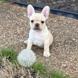 Boy 2 - Cream French Bulldog puppy in North Port, Florida from J. Taylor Frenchie Family Farms