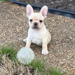 Boy 2 - Cream French Bulldog puppy in North Port, Florida from J. Taylor Frenchie Family Farms