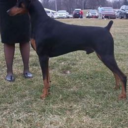 Doberman Pinscher All Grown Up from LaBella Dobermans