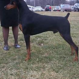 Doberman Pinscher All Grown Up from LaBella Dobermans