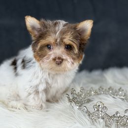 Daisy - Chocolate, tan and white female Yorkshire Terrier puppy in Liberty, Texas from Tiny Yorkshire pups