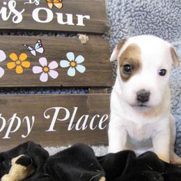 Jack Russell Terrier Puppies from Spritely Jack Russell Terriers