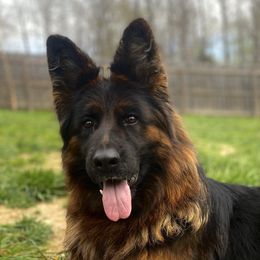 Eva  - German Shepherd