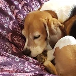 Beagles from Sage Hill Kennels