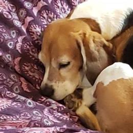 Beagles from Sage Hill Kennels