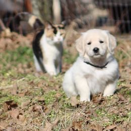 Golden Retriever Puppies from Golden Barnes Kennel