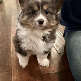 Pink Collar Girl Sabrina - Black and tan female Pembroke Welsh Corgi puppy in Paris, Kentucky from Flat Run Corgis