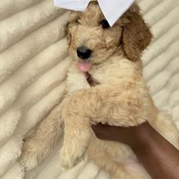 White Collar Girl - Apricot female Goldendoodle puppy in Knoxville, Tennessee from Niya’s Doodles