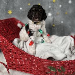 Yellow - Parti female Poodle puppy in Ponce De Leon, Florida from Above the Standard Dogs