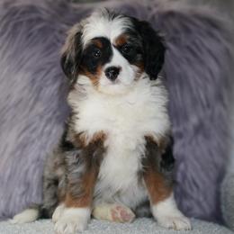 Gazelle - Merle female Bernedoodle puppy in Dundee, Ohio from Down Home Doodle