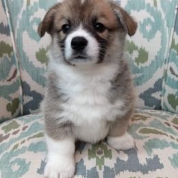 Pembroke Welsh Corgi Puppies from Princess Zelda Corgis