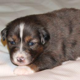 Silver - Dilute blue female Australian Shepherd puppy in Cookeville, Tennessee from Spring Creek Aussies