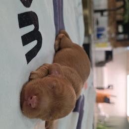 Chocolate based ee red - Chocolate male Dachshund puppy in West Plains, Missouri from Spring Creek Dachshunds