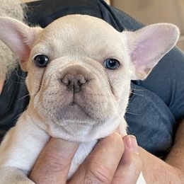 Boy 2 - Cream French Bulldog puppy in Marlow, Oklahoma from WYOKIE Frenchies