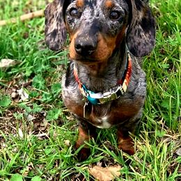 Dachshund Puppies from FLYING L Dachshund Academy
