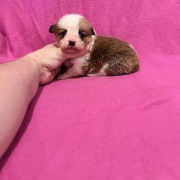 Girl 1 (Rapunzel) - Fawn female Pembroke Welsh Corgi puppy in Brazoria, Texas from Diamond Bar H