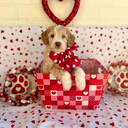 Max - Red male Aussiedoodle puppy in Allen, Texas from Calena’s Doodles