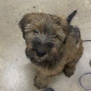 Girl 3 - Tawny Briard puppy in Spring Green, Wisconsin from Redame Briards
