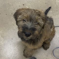 Girl 3 - Tawny Briard puppy in Spring Green, Wisconsin from Redame Briards