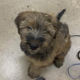 Girl 3 - Tawny Briard puppy in Spring Green, Wisconsin from Redame Briards