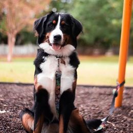 Delilah - Bernese Mountain Dog