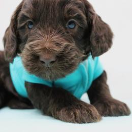 Steel  with a teal collar - Chocolate male Australian Labradoodle puppy in Provo, Utah from EllsWORTH Labradoodles LLC