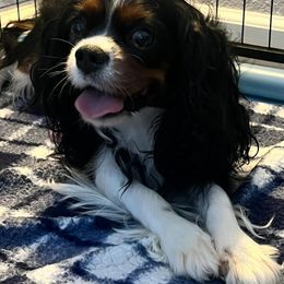 Cavalier King Charles Spaniels from Burton Ranch Cavaliers