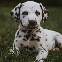 Dalmatian Puppies from Whispered Spots Dalmatians