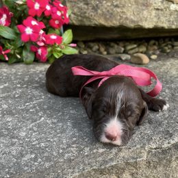 Kahlua - Brown female Springerdoodle puppy in Lisbon, Ohio from Willow Lane Doodles