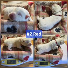 2 Red - White male Siberian Husky puppy in Dane, Wisconsin from Sunny Hurricane Siberians