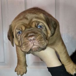 Lime Green - Mahogany female Dogue de Bordeaux puppy in Michigan from Boondocks Bordeaux