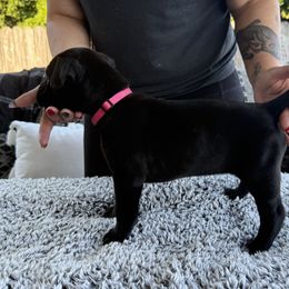 Cane Corso Puppies from PNW Cane Corsos