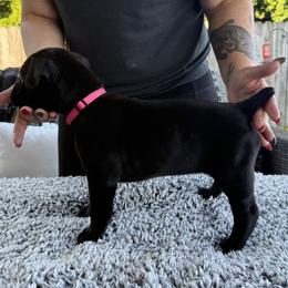 Cane Corso Puppies from PNW Cane Corsos